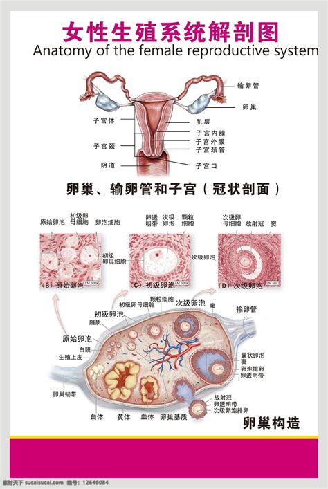 女孩生殖器|小知识:女性生殖系统